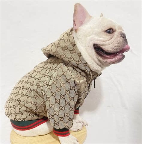 echte gucci pet|gucci clothes for dog.